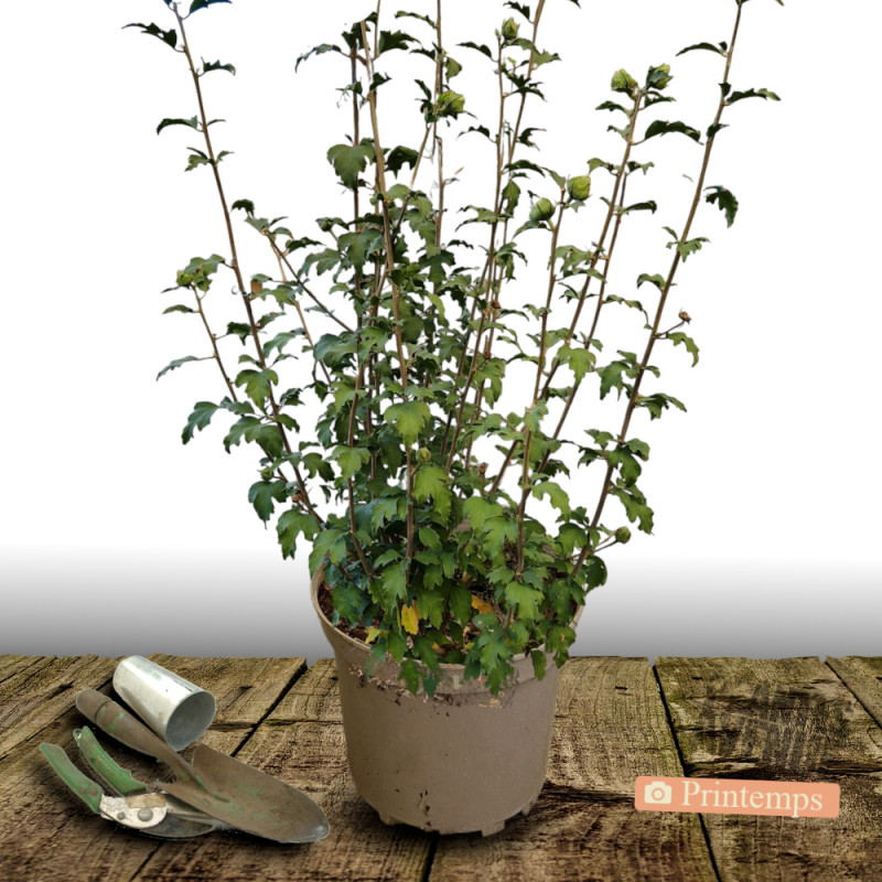 Hibiscus French Cabaret® Pink 'MINDOUPI7', Althéa