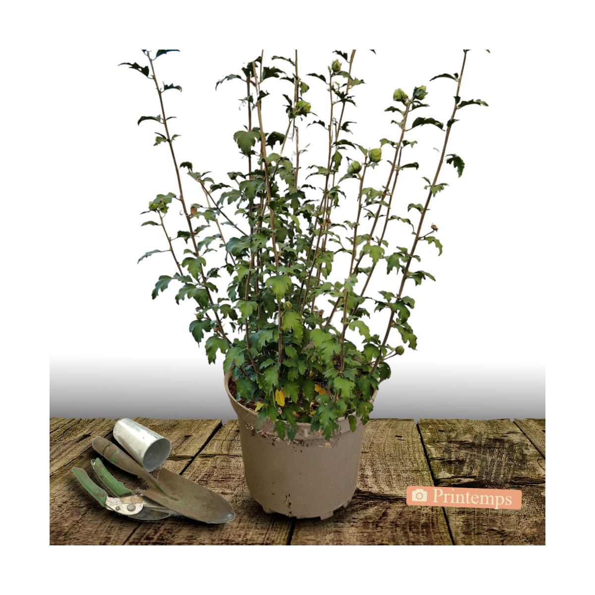 Hibiscus French Cabaret® Pink 'MINDOUPI7', Althéa