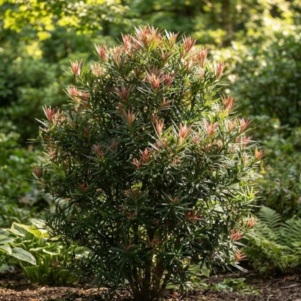 Pin des bouddhistes Mood Ring™ 'Sosa', Podocarpus