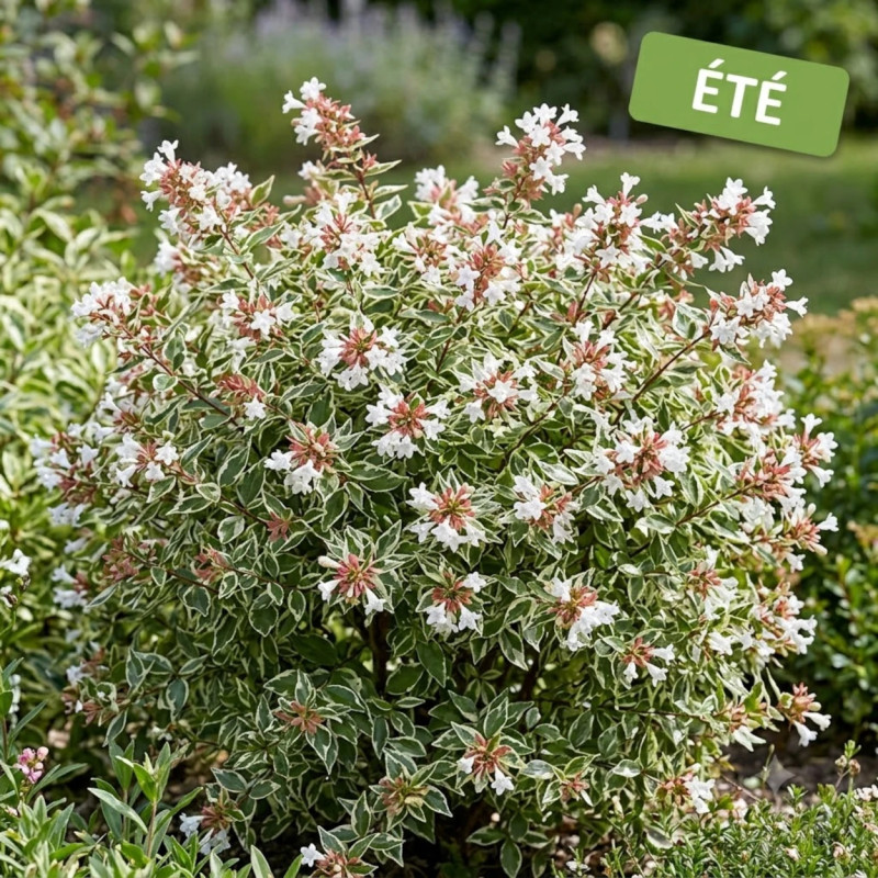 Abelia Confetti® 'Conti', Abélia à grandes fleurs