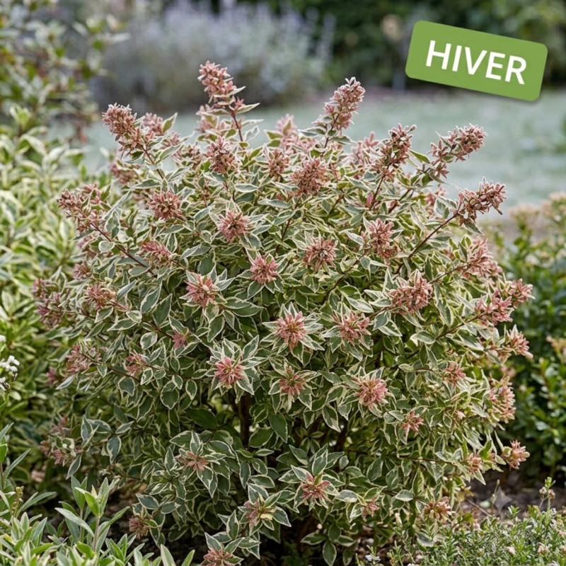 Abelia Confetti® 'Conti', Abélia à grandes fleurs