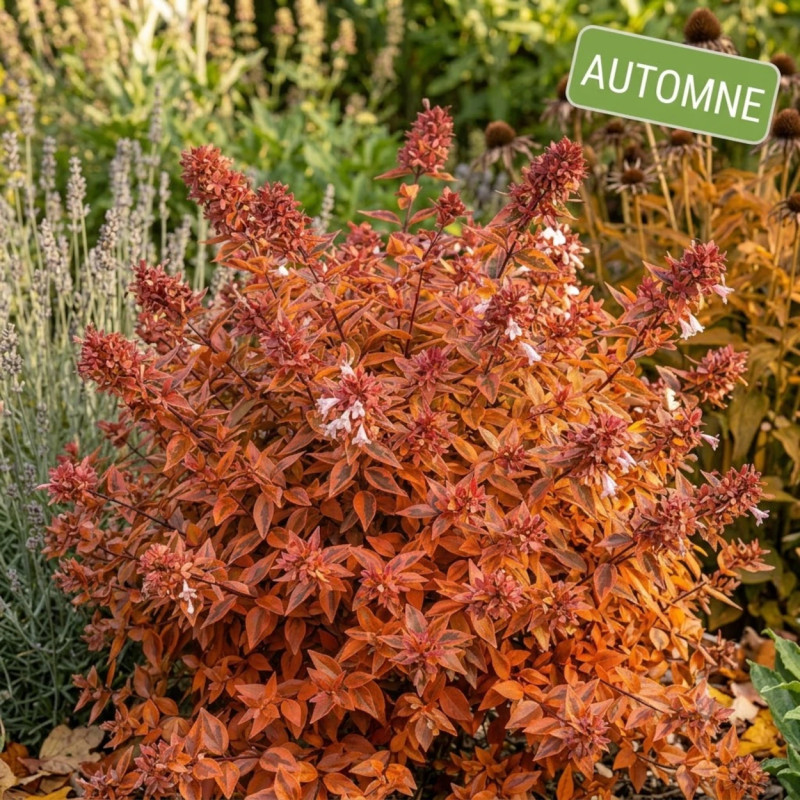 Abelia Mystic Daydream® 'Opstal40', Abélia à grandes fleurs
