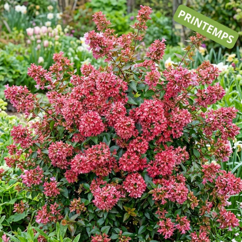 Abelia Raspberry Profusion, Abélia à grandes fleurs