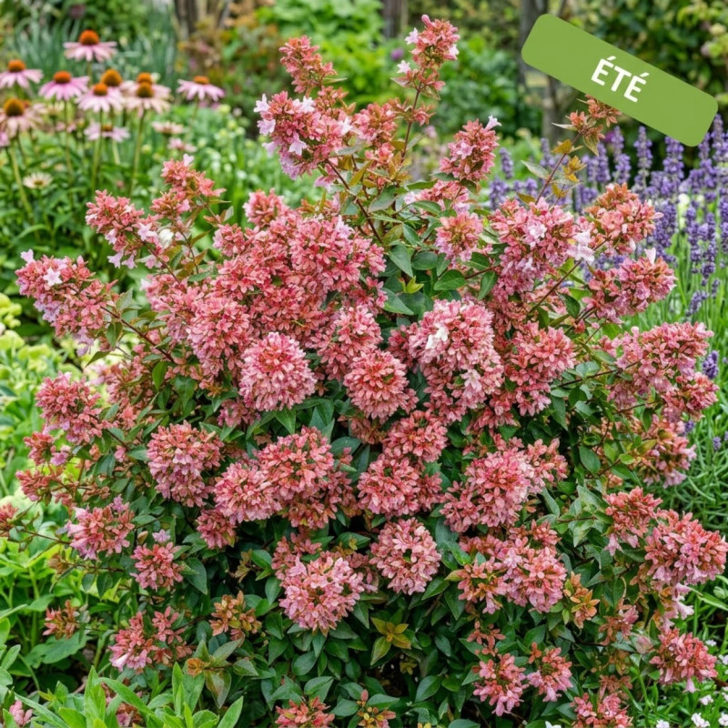 Abelia Raspberry Profusion, Abélia à grandes fleurs