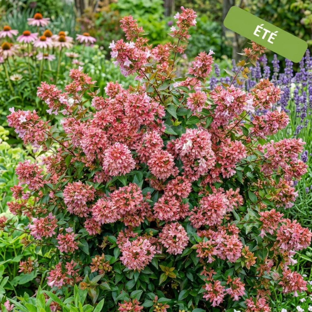 Abelia Raspberry Profusion, Abélia à grandes fleurs en été Abelia Raspberry Profusion, Abélia à grandes fleurs en été
