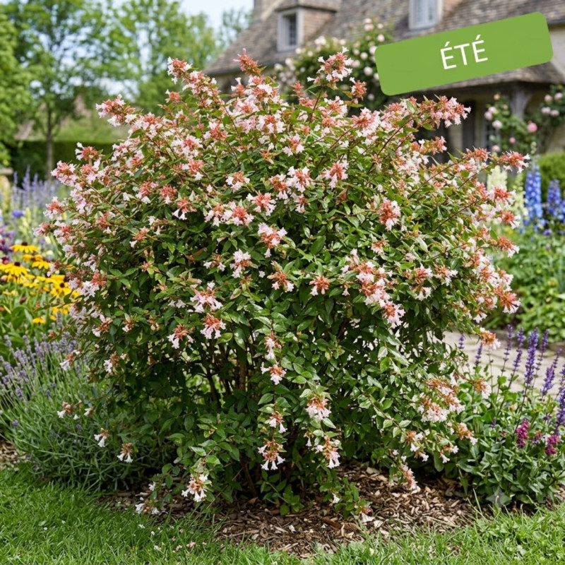 Abelia Semperflorens, Abélia à grandes fleurs