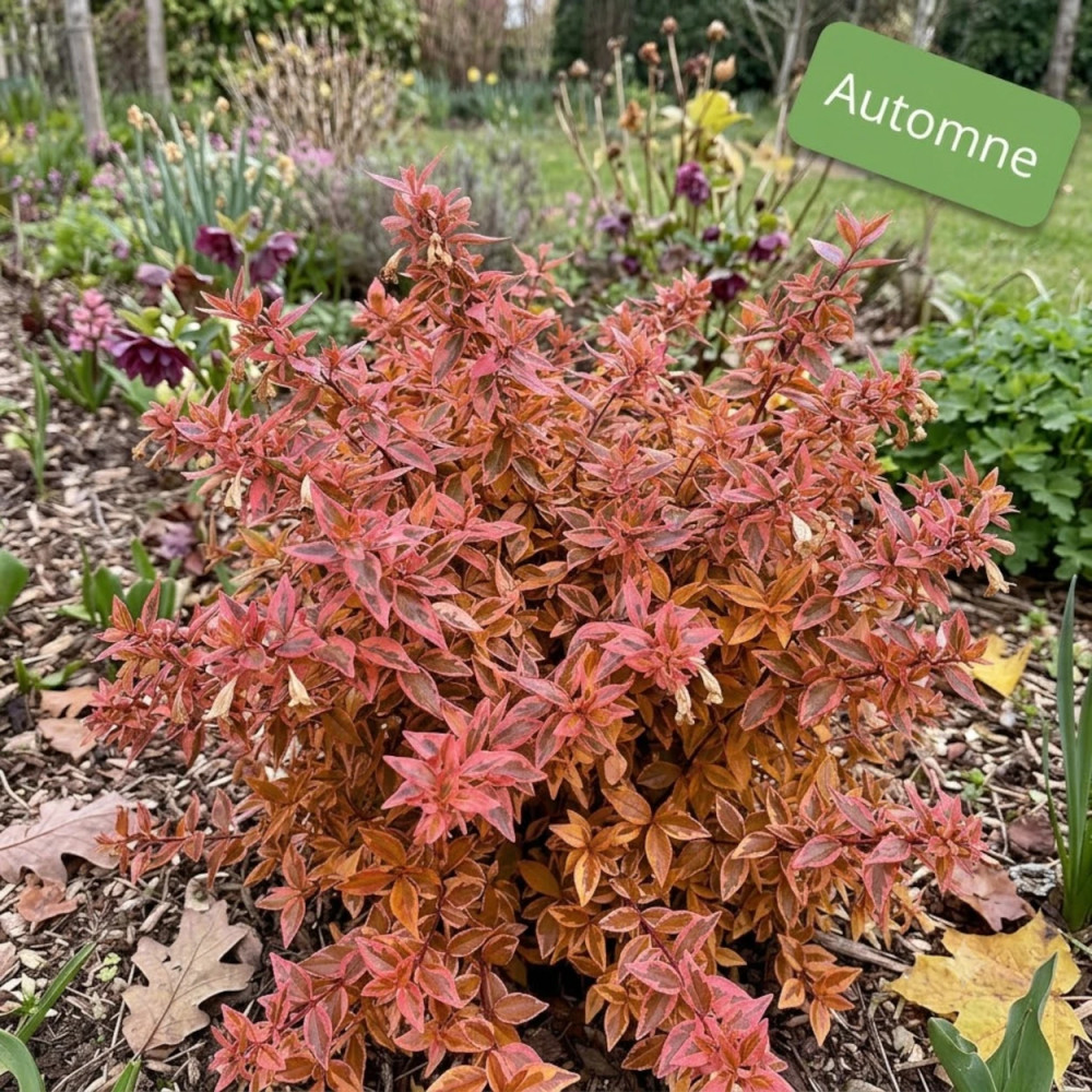 Abelia Sunshine Daydream®, Abélia à grandes fleurs à l'automne