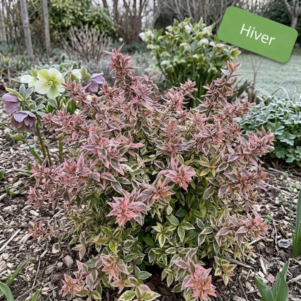 Abelia Sunshine Daydream®, Abélia à grandes fleurs en hiver