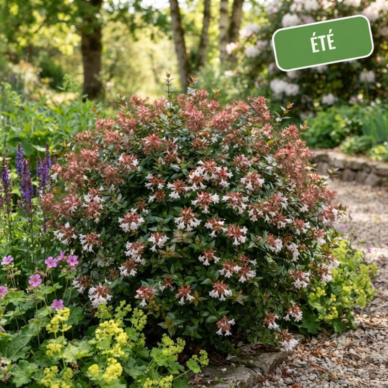 Abelia Little Richard, Abélia zanderi