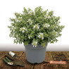 Abelia Psychedelik® \'Minabtc16\', Abélia à grandes fleurs