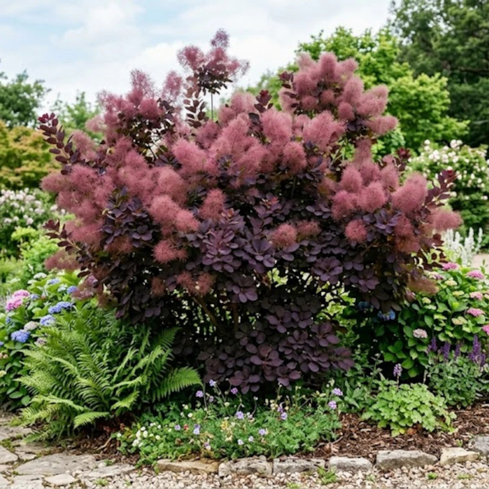 Arbre à perruque pourpre, Cotinus Arbre à perruque pourpre, Cotinus