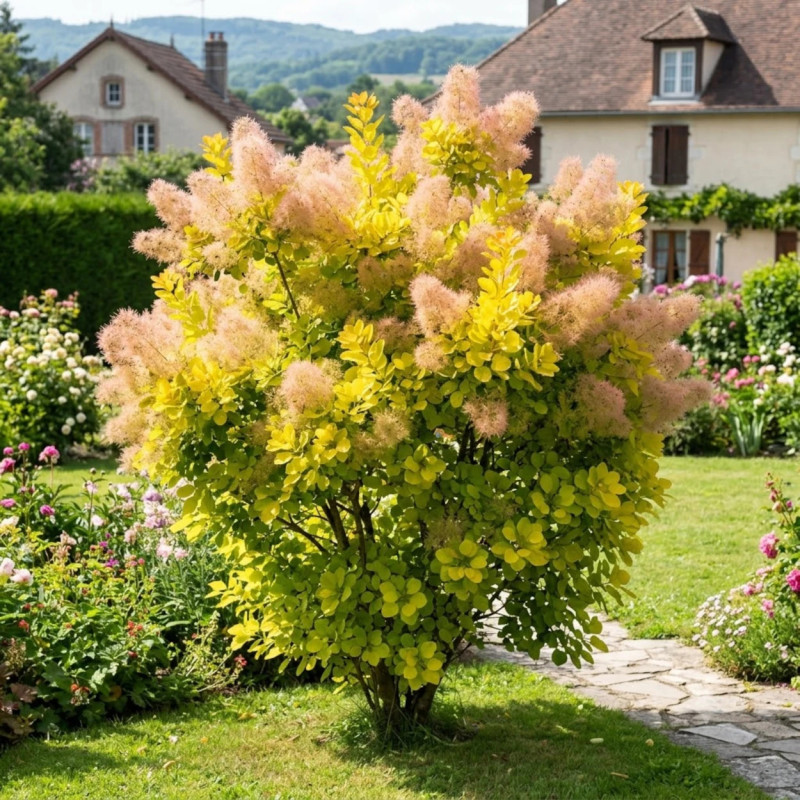 Arbre à perruque Doré  Lemon Lady® - SILENCE, ça pousse !, Cotinus