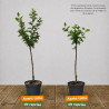 Prunier Ente