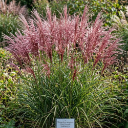Miscanthus, Roseau de Chine Red Cloud® 'EMPMIS01'