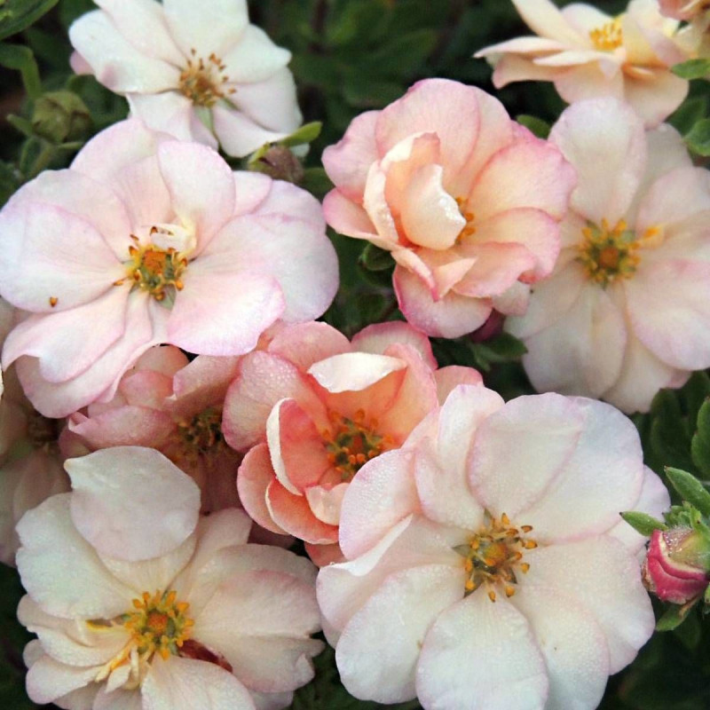 Potentille arbustive Double Punch® Cream 'MINCRERO01', Potentilla