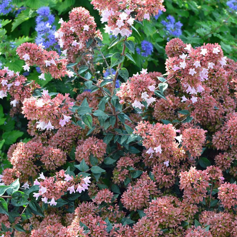 Abelia Raspberry Profusion, Abélia à grandes fleurs