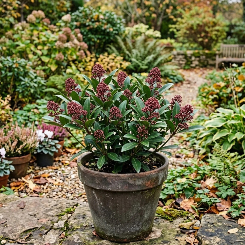 Skimmia du Japon 'Rubella'