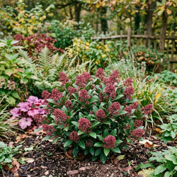 Skimmia du Japon 'Rubella'