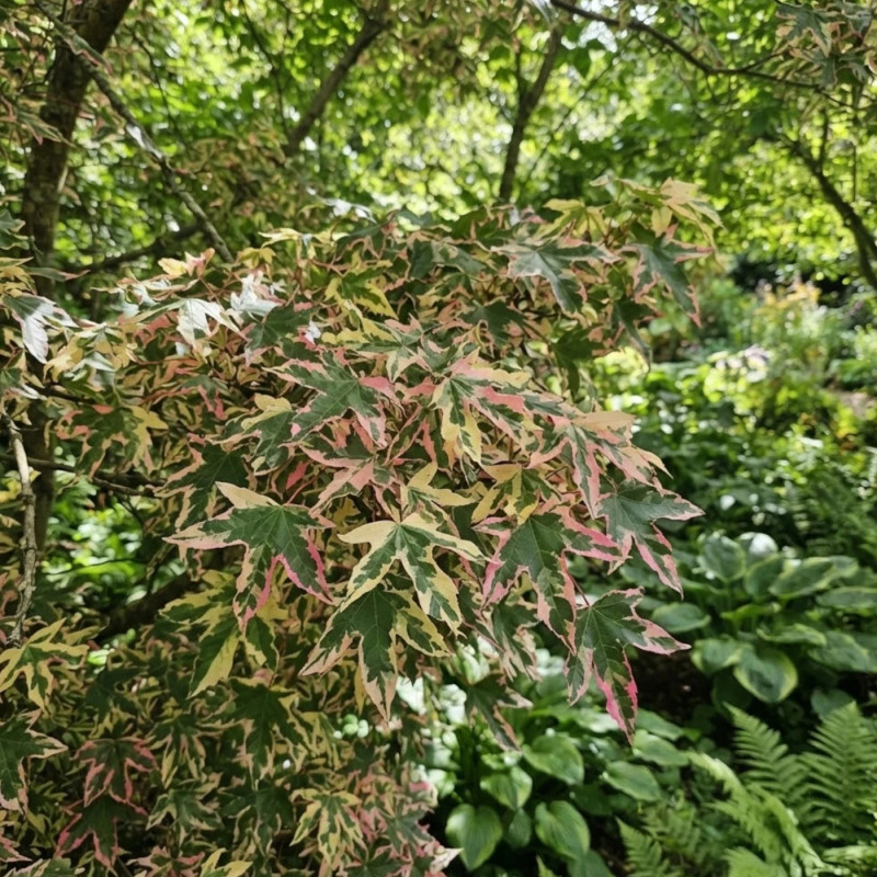 Copalme d'Amérique Psychedelick® 'Minliqtop', Liquidambar