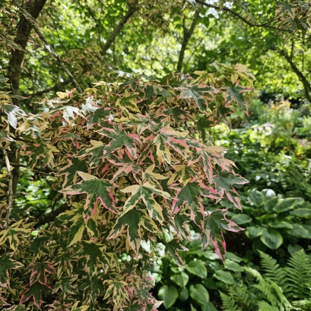Copalme d'Amérique Psychedelick® 'Minliqtop', Liquidambar