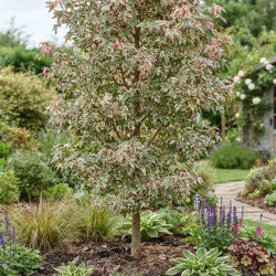 Copalme d'Amérique Psychedelick® 'Minliqtop', Liquidambar