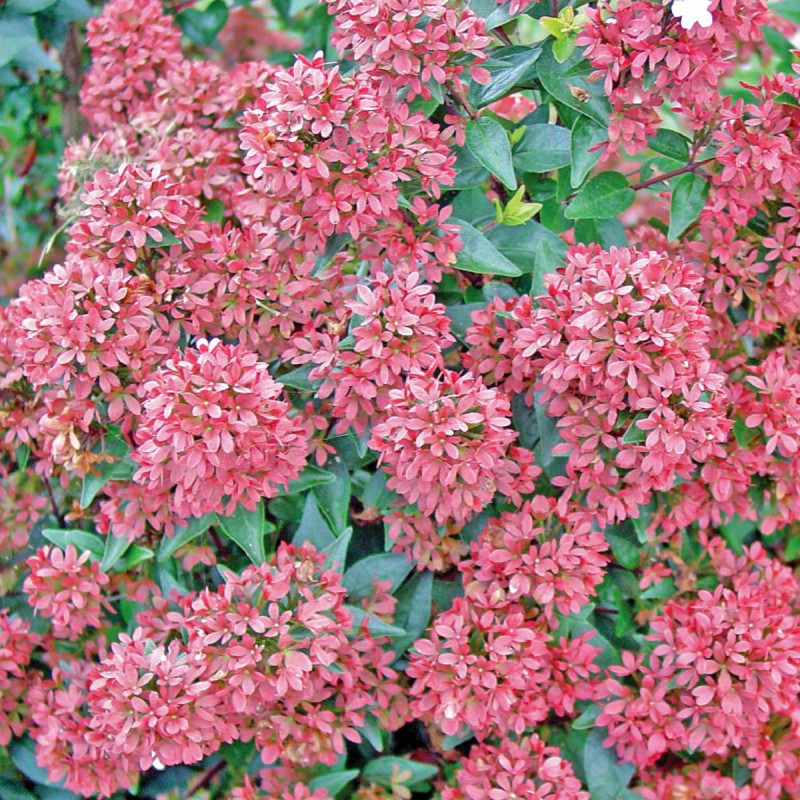 Abelia Raspberry Profusion, Abélia à grandes fleurs