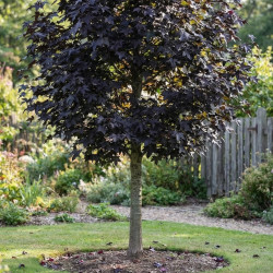 Copalme d'Amérique Fulu zifeng, Liquidambar