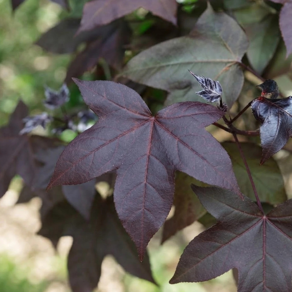 Copalme d'Amérique Fulu zifeng, Liquidambar