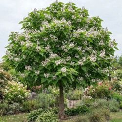 Catalpa Petit Nuage® 'RS-BW'