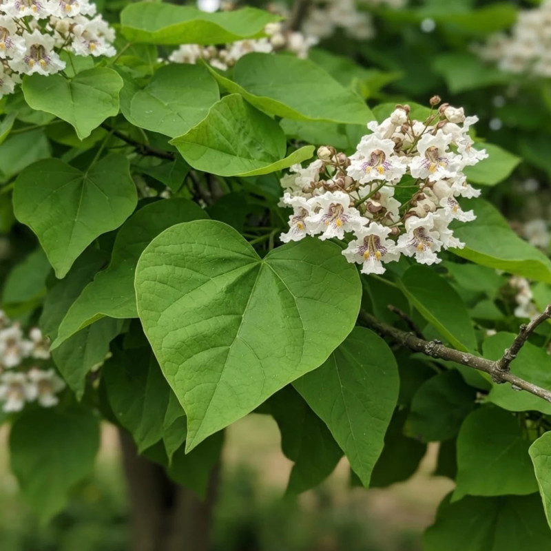 Catalpa Petit Nuage® 'RS-BW'