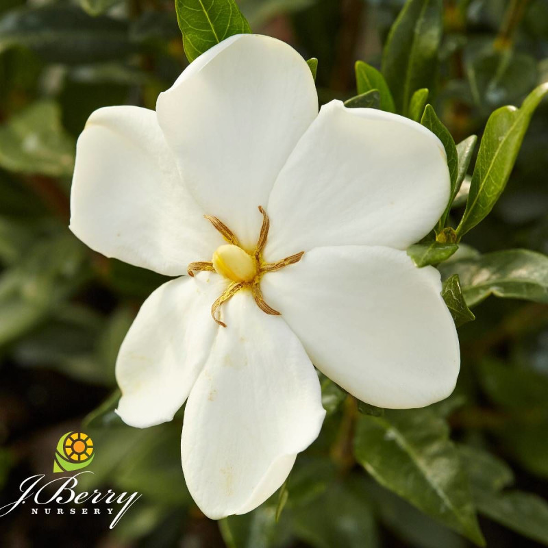 Gardenia Sweet Heart® 'PS-2013-3'