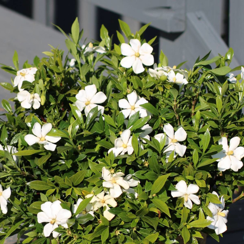 Gardenia Sweet Heart® 'PS-2013-3'