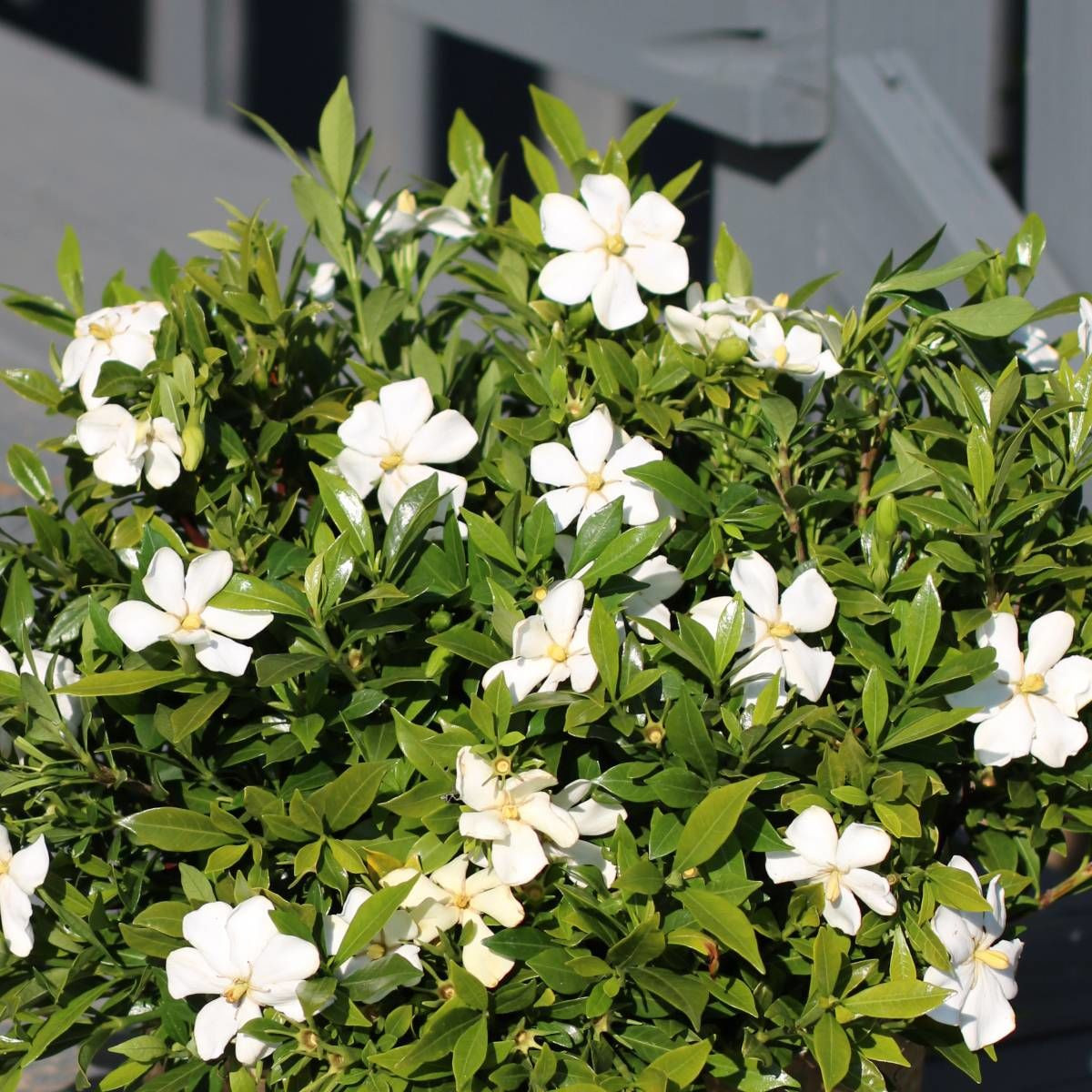 Gardenia Sweet Heart® 'PS-2013-3' Gardenia Sweet Heart® 'PS-2013-3'