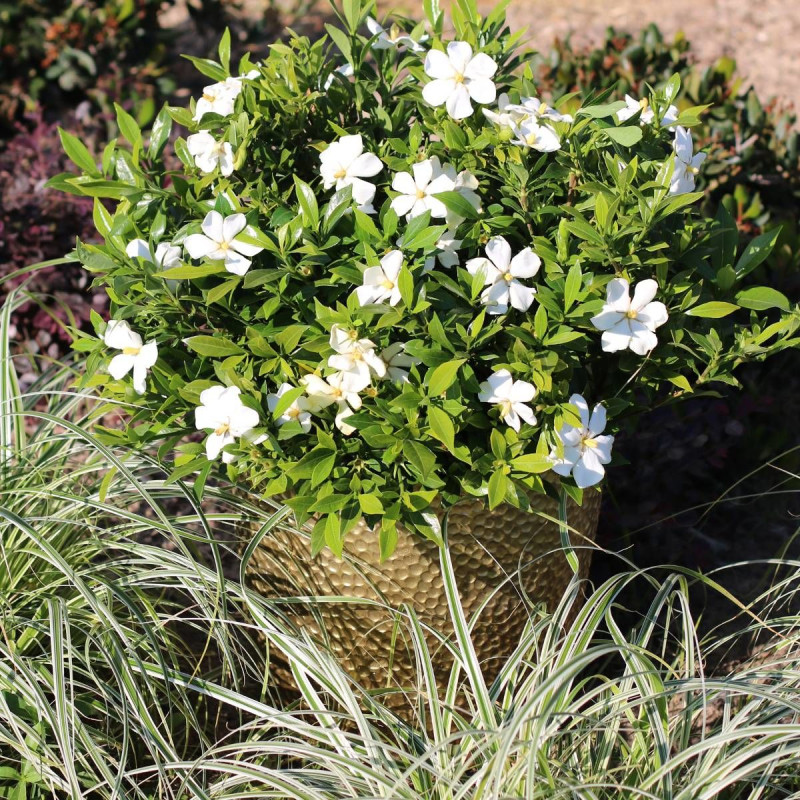 Gardenia Sweet Heart® 'PS-2013-3'