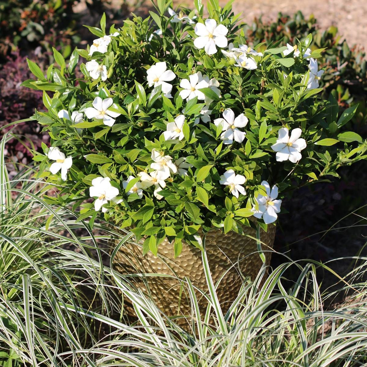 Gardenia Sweet Heart® 'PS-2013-3' Gardenia Sweet Heart® 'PS-2013-3'