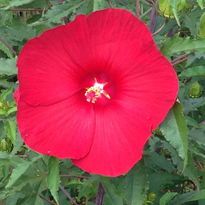 Hibiscus des marais Raijin® 'Akata88'