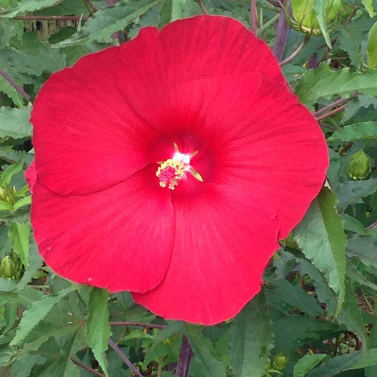 Hibiscus des marais Raijin® 'Akata88'