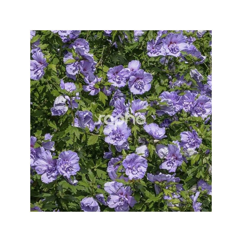 Hibiscus Blue Chiffon® 'Notwoodthree', Althéa