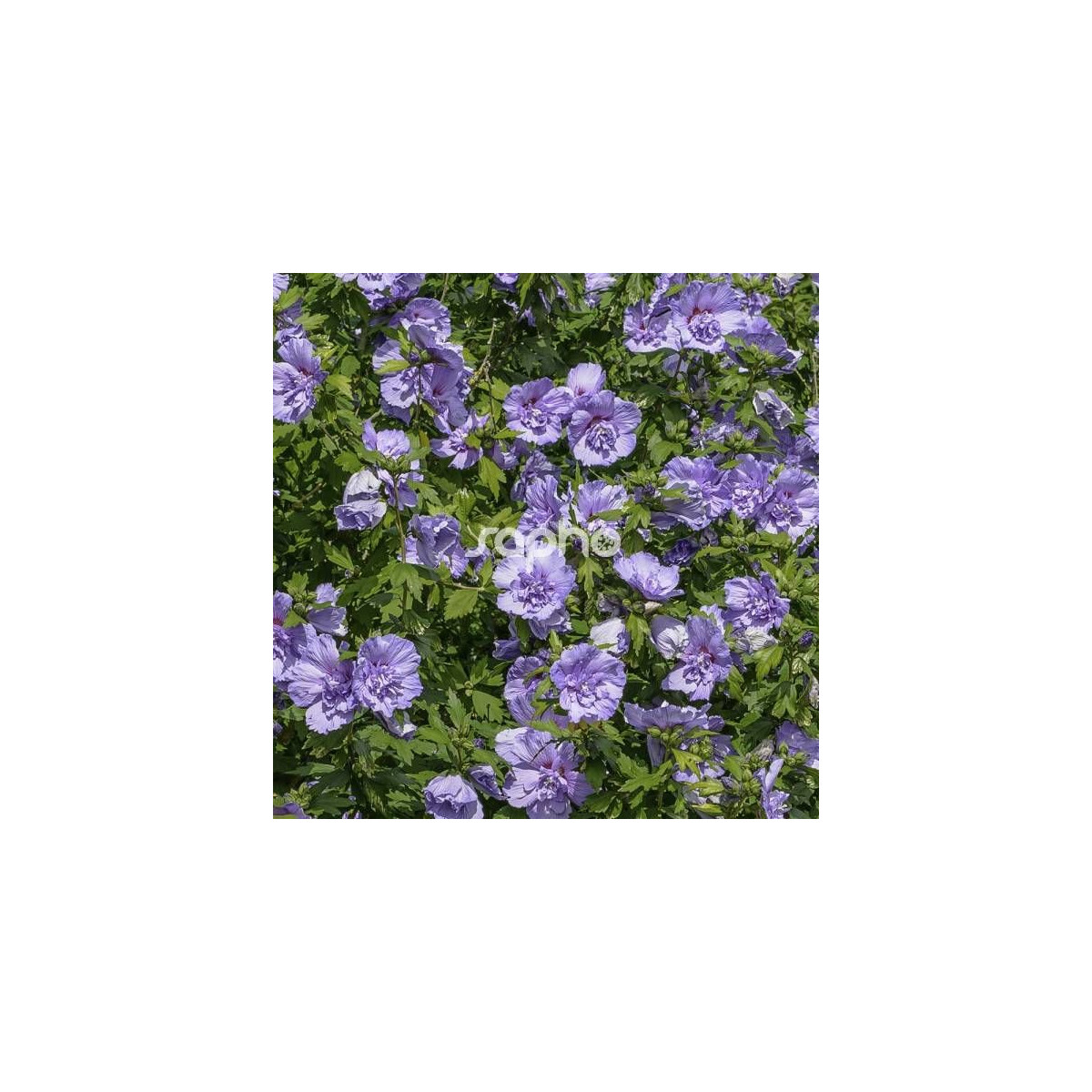 Hibiscus Blue Chiffon® 'Notwoodthree', Althéa