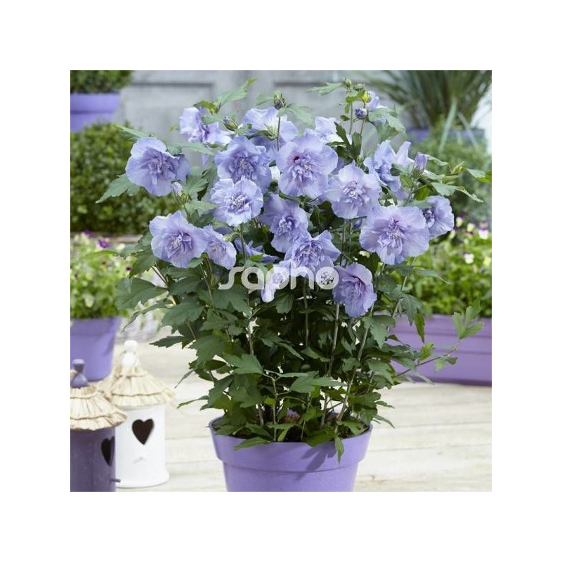 Hibiscus Blue Chiffon® 'Notwoodthree', Althéa