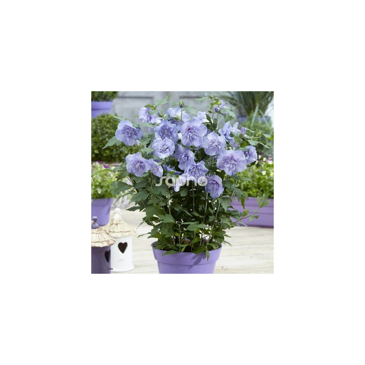 Hibiscus Blue Chiffon® 'Notwoodthree', Althéa