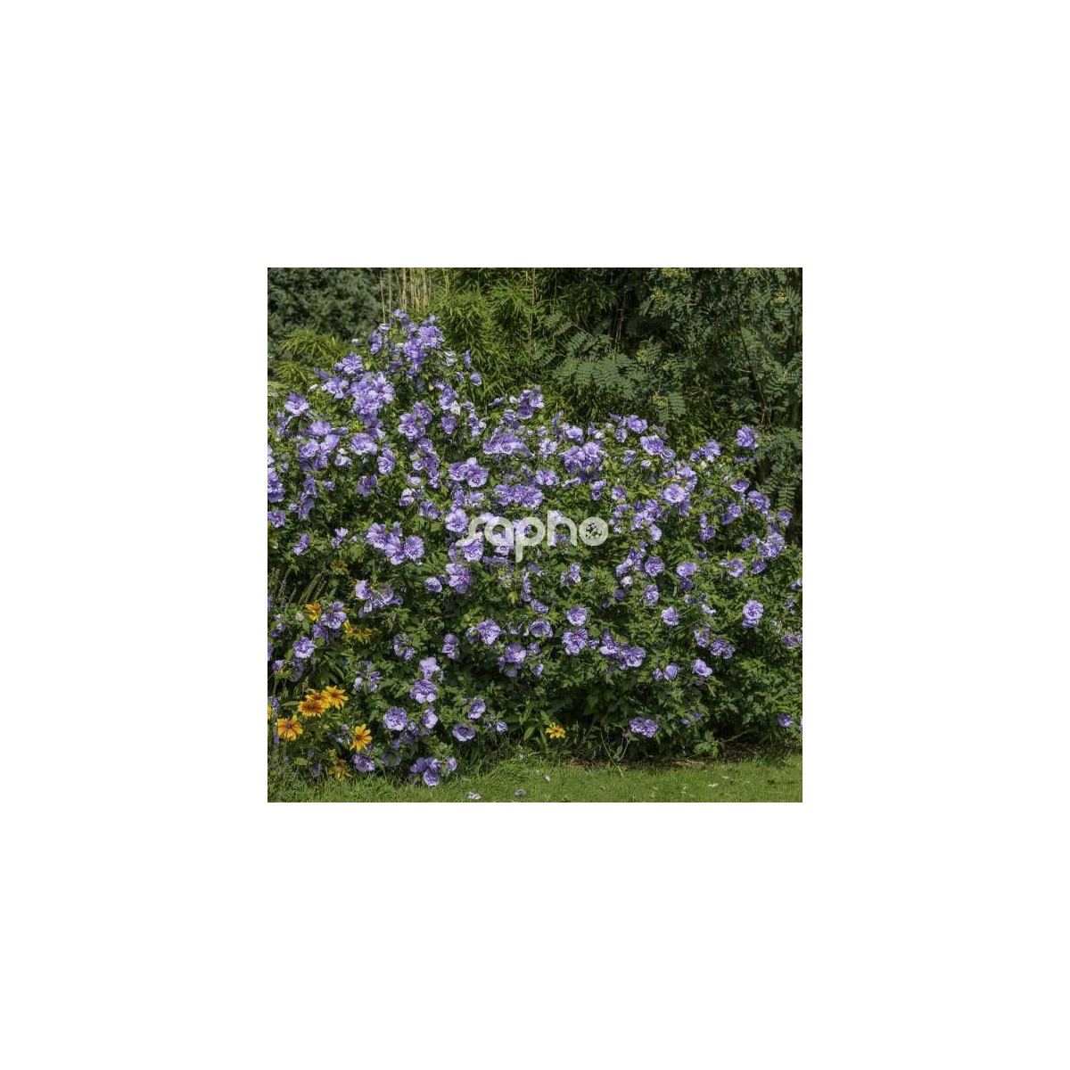 Hibiscus Blue Chiffon® 'Notwoodthree', Althéa