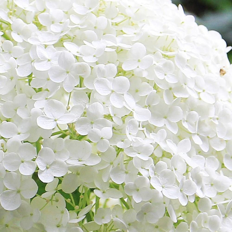 Hortensia de Virginie Lime Rickey® 'SMNHARL', Hortensia arborescens