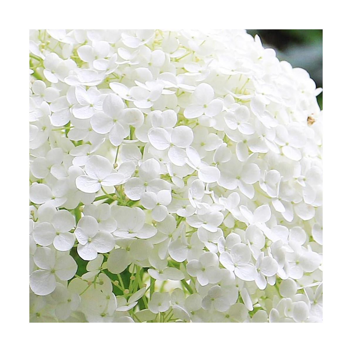 Hortensia de Virginie Lime Rickey® 'SMNHARL', Hortensia arborescens