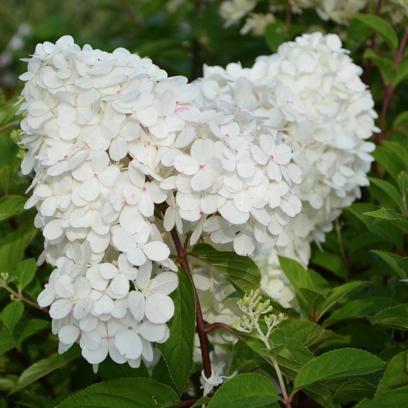 Hortensia paniculata Magical® 'Kilimanjaro', Hydrangea paniculata