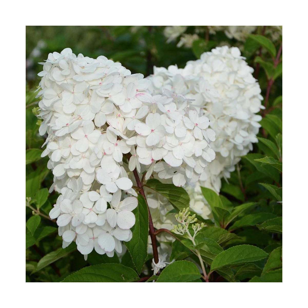 Hortensia paniculata Magical® 'Kilimanjaro', Hydrangea paniculata Hortensia paniculata Magical® 'Kilimanjaro', Hydrangea paniculata