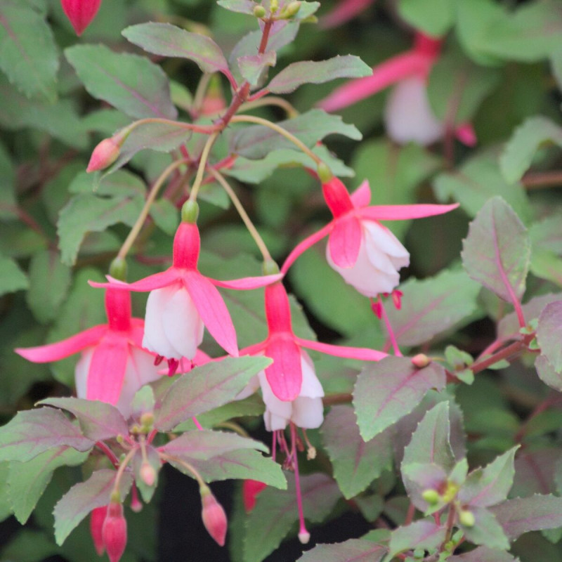 Fuchsia arbustif Alice Hoffmann