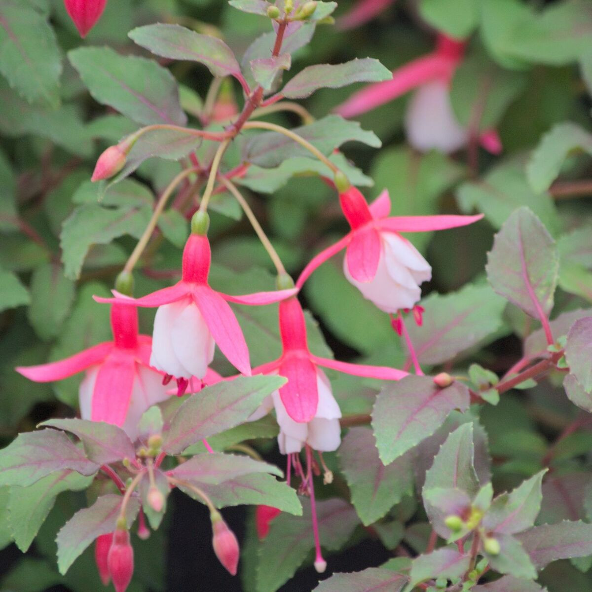 Fuchsia arbustif Alice Hoffmann