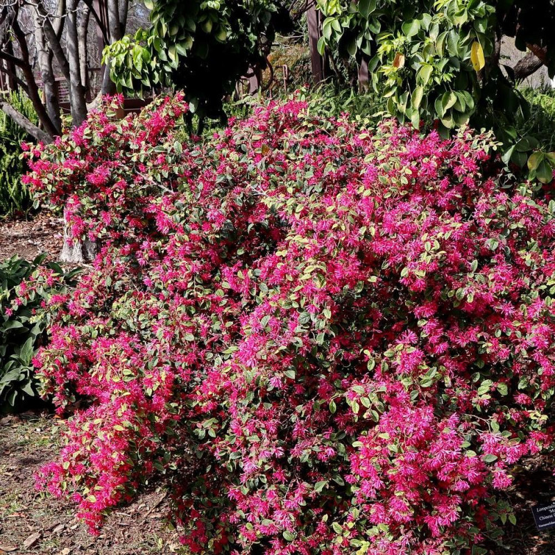 Loropetalum Ever Red® 'Chang Nian Hong', Loropétale