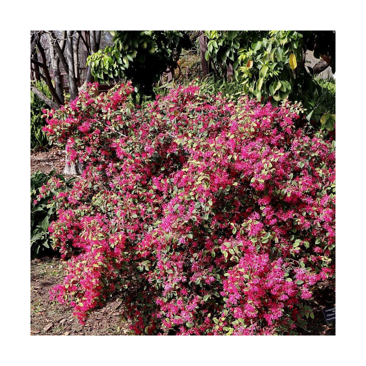Loropetalum Ever Red® 'Chang Nian Hong', Loropétale Loropetalum Ever Red® 'Chang Nian Hong', Loropétale